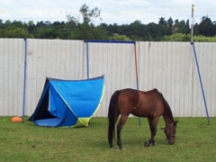 That horse needs a bigger tent 